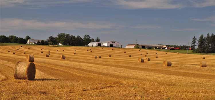 hay bales